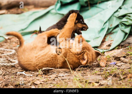 Cute chiots errants jouer Banque D'Images