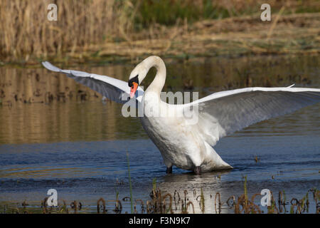 Cygne muet ailes d'étirement Banque D'Images