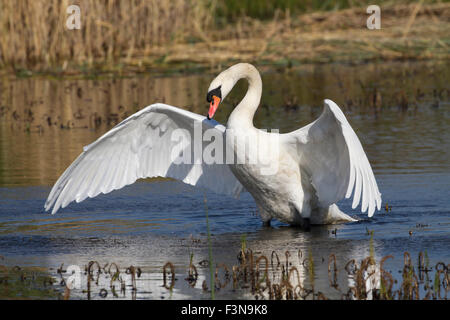 Cygne muet ailes d'étirement Banque D'Images