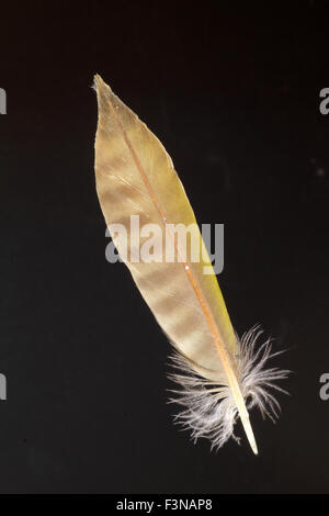 Feather of Japanese Pic Vert (Picus awokera) Banque D'Images