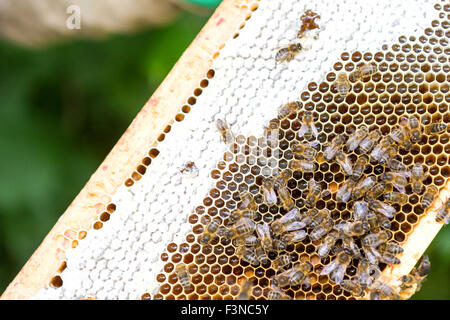 Vue détaillée d'abeilles travaillant sur beehive Banque D'Images