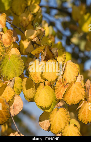 Cercidiphyllum japonicum. Les permissions de l'arbre Katsura en automne. Banque D'Images