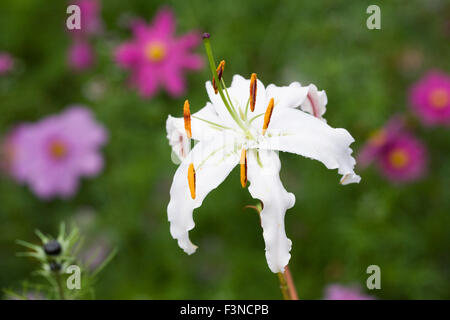 Lilium speciosum fleur dans le jardin. Banque D'Images