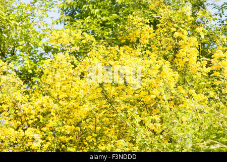 Avec de nombreux arbustes et fleurs jaunes, acacia jaune Nom latin caragana arborescens, enregistré en Bulgarie, resort Saint Constantine un Banque D'Images