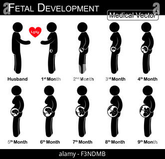 Le développement du foetus ( femme enceinte et la croissance fœtale dans utérus )( )( étape par étape de la science et des soins médicaux , concept )( husba Banque D'Images