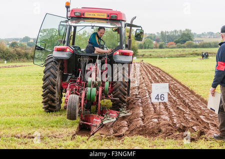 Lisburn, Irlande du Nord. 10 Oct 2015 - Un concurrent utilise un tracteur pour labourer un champ à l'Irlande du Nord Association Labour championships Banque D'Images