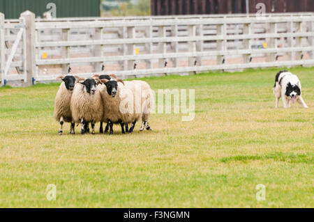 Lisburn, Irlande du Nord. 10 Oct 2015 - Un chien de berger de quatre moutons dans un champ Banque D'Images