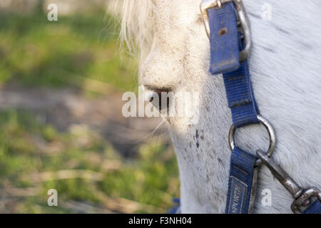 Détails de chevaux avec rétro-éclairage dans le pré Banque D'Images