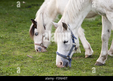 Détails de chevaux avec rétro-éclairage dans le pré Banque D'Images