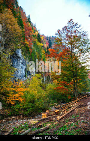 Paysage de forêt aux couleurs automnales dans les Carpates. La Transylvanie, Roumanie. L'Europe. Banque D'Images