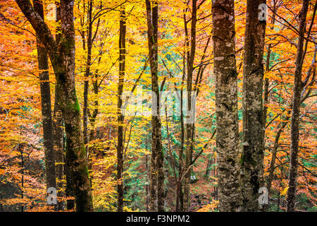 Paysage de forêt aux couleurs automnales dans les Carpates. La Transylvanie, Roumanie. L'Europe. Banque D'Images