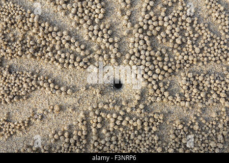 Sphérique gonflé granulés sable entourant l'entrée du terrier d'un crabe de sable bubbler. Banque D'Images