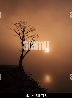 Belle arbres dans la brume du matin tout comme le soleil commencer à venir par par les rives du Loch Ard dans les Trossachs National Park Banque D'Images