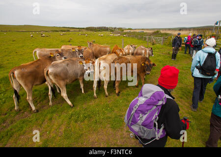 Festival de randonnées de l'île de Wight. 2015. grand nombre de marcheurs randonneurs sur le Cheval de guerre à pied à la baie de Brook farm land parking ski sacs à dos paysage pluvieux de la côte sud de l'habillement de Brook dans le motif de sentier du littoral sentier porte négociation passé signes troupeau de vaches Jersey Banque D'Images