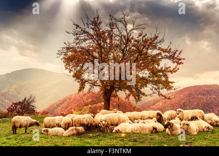 Les moutons sous l'arbre en automne paysage dans les Carpates roumaines Banque D'Images