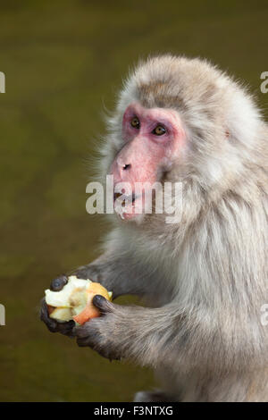 Macaque japonais (Macaca fuscata) eating apple fourni à partir de la garde de parc Banque D'Images