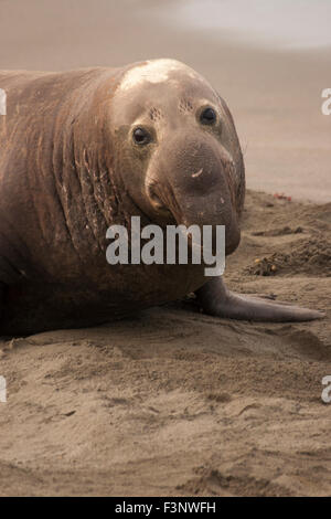 Éléphant de mer du Nord (Mirounga angustirostris) mâle dominant on beach Banque D'Images