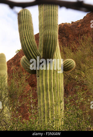 Le désert de Ventana Canyon à Tucson, Arizona Banque D'Images