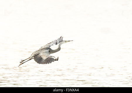 Le Grand Héron, Ardea herodias, décoller sur une journée ensoleillée en plein soleil. High-key technique d'éclairage avec beaucoup de négatif Banque D'Images