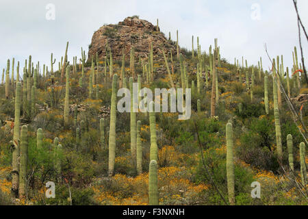 Le désert de Ventana Canyon à Tucson, Arizona Banque D'Images