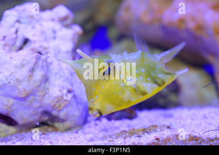 Longhorn Lactoria cornuta (cowfish) au Japon Banque D'Images