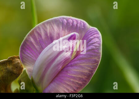 Fleur pourpre bean dans jardin avec vine Banque D'Images