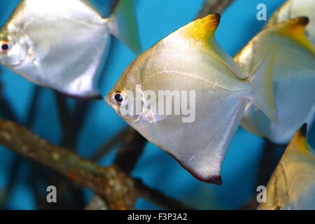 Monodactylus argenteus Silver lunard (au Japon) Banque D'Images