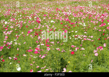 Cosmos fleur dans jardin Banque D'Images