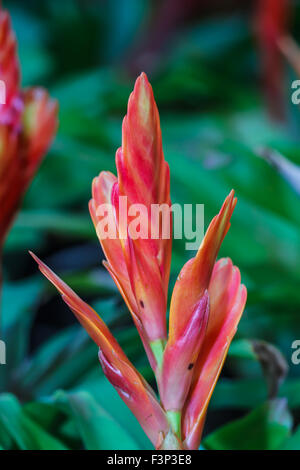 Ananas fleurs Banque D'Images