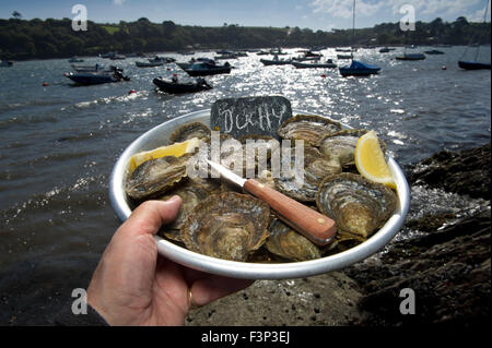 Robin Hancock des frères Wright les huîtres, qui gère le Duché de Cornouailles les huîtres sur l'estuaire de Helford. Banque D'Images