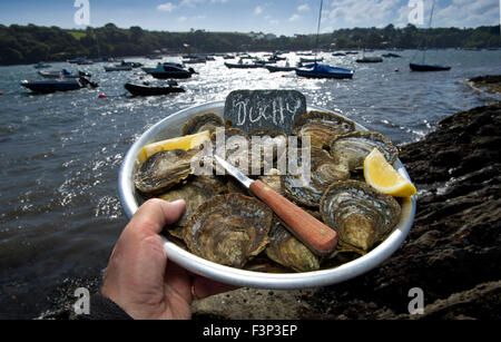 Robin hancock des frères Wright les huîtres, qui gère le duché de Cornouailles les huîtres sur l'estuaire de helford. Banque D'Images