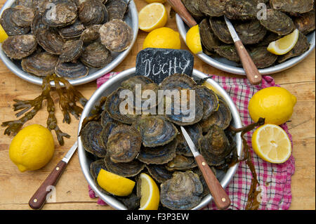 Robin Hancock des frères Wright les huîtres, qui gère le Duché de Cornouailles les huîtres sur l'estuaire de Helford. Banque D'Images