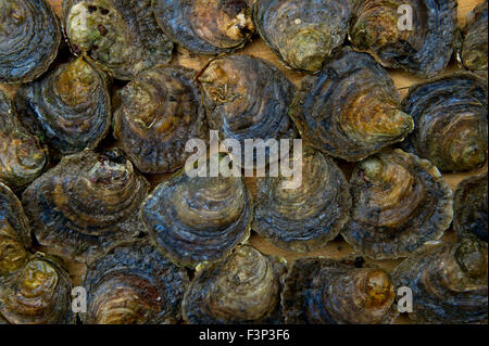 Robin Hancock des frères Wright les huîtres, qui gère le Duché de Cornouailles les huîtres sur l'estuaire de Helford. Banque D'Images