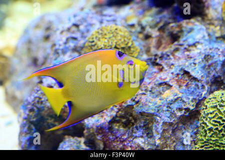 Lit Queen angelfish (Holacanthus ciliaris) au Japon Banque D'Images