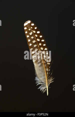 Plume d'oiseau de double-prescription finch (Taeniopygia bichenovii) Banque D'Images