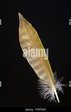 Plumes de queue de pic vert (Picus japonais awokera) Banque D'Images