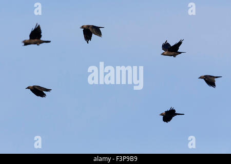 Western Jackdaw, troupeau en vol, Campanie, Italie (Coloeus monedula) Banque D'Images