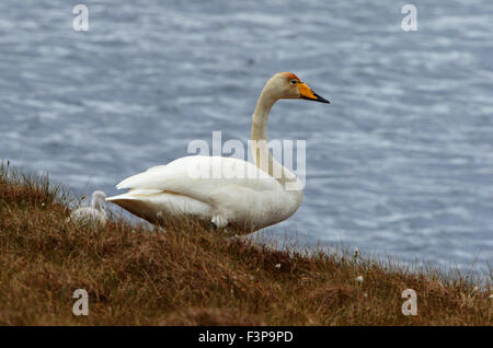 Cygne chanteur Cygnus cygnus adulte avec cygnet à moorland loch Banque D'Images