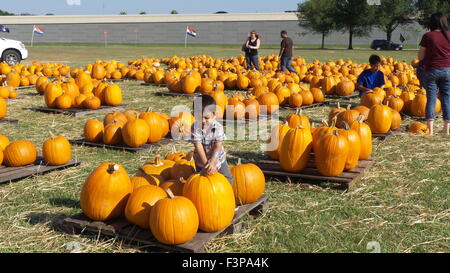 Houston, USA. 10 Oct, 2015. Un enfant est attiré par une citrouille à la 9e édition de citrouilles à Fort Bend Comté, près de Houston, Texas, États-Unis, 10 octobre 2015. Credit : Zhang Yongxing/Xinhua/Alamy Live News Banque D'Images