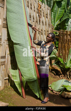 L'Afrique, l'Éthiopie, région de l'Omo, Dorze, le village de Chencha bananier infructueuses. Ces feuilles sont le principal ingrédient de la lo Banque D'Images