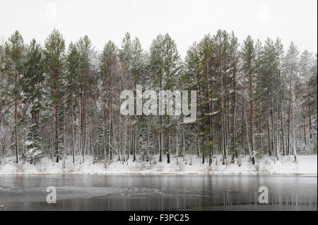 Lake Forest en début de l'hiver Banque D'Images