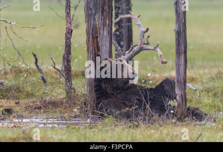 Ours brun, Ursus arctos, couché dans l'eau sur une mousse, s'amuser, Kuhmo, Finlande Banque D'Images