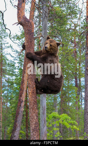 Ours brun, Ursus arctos, escalade un pin, Kuhmo, Finlande Banque D'Images