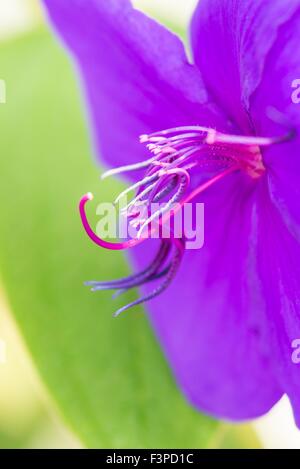 Tibouchina urvilleana - gloire bush Banque D'Images