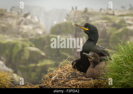 Shag (Phalacrocorax aristotelis) assis sur son nid avec chick. Hautement recommandé dans le prix de la photographe de la faune Banque D'Images