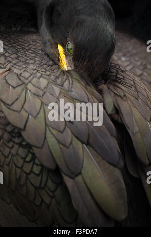 Shag (Phalacrocorax aristotelis) au repos. Gagnant du Prix de la photographe de la faune LA PROTECTION) 2014 - catégorie portrait. Banque D'Images