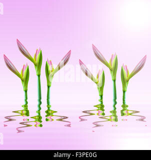 Amaryllis rupture bouton floral sur fond rose Banque D'Images