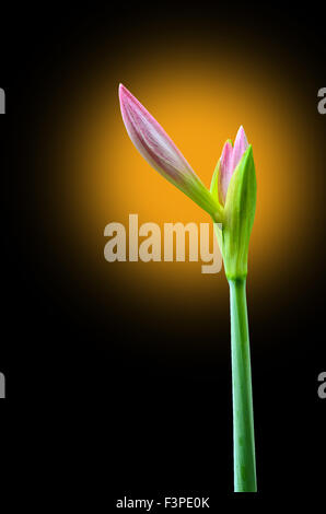 Amaryllis rupture bouton floral sur fond clair jaune Banque D'Images