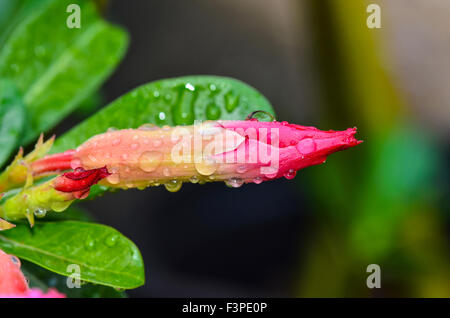 Bud de Desert Rose Rose après la pluie dorp Banque D'Images