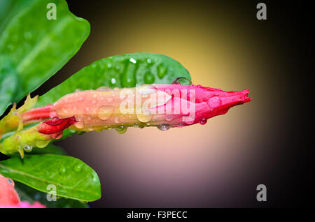 Bud de Desert Rose Rose après la pluie dorp sur fond noir Banque D'Images